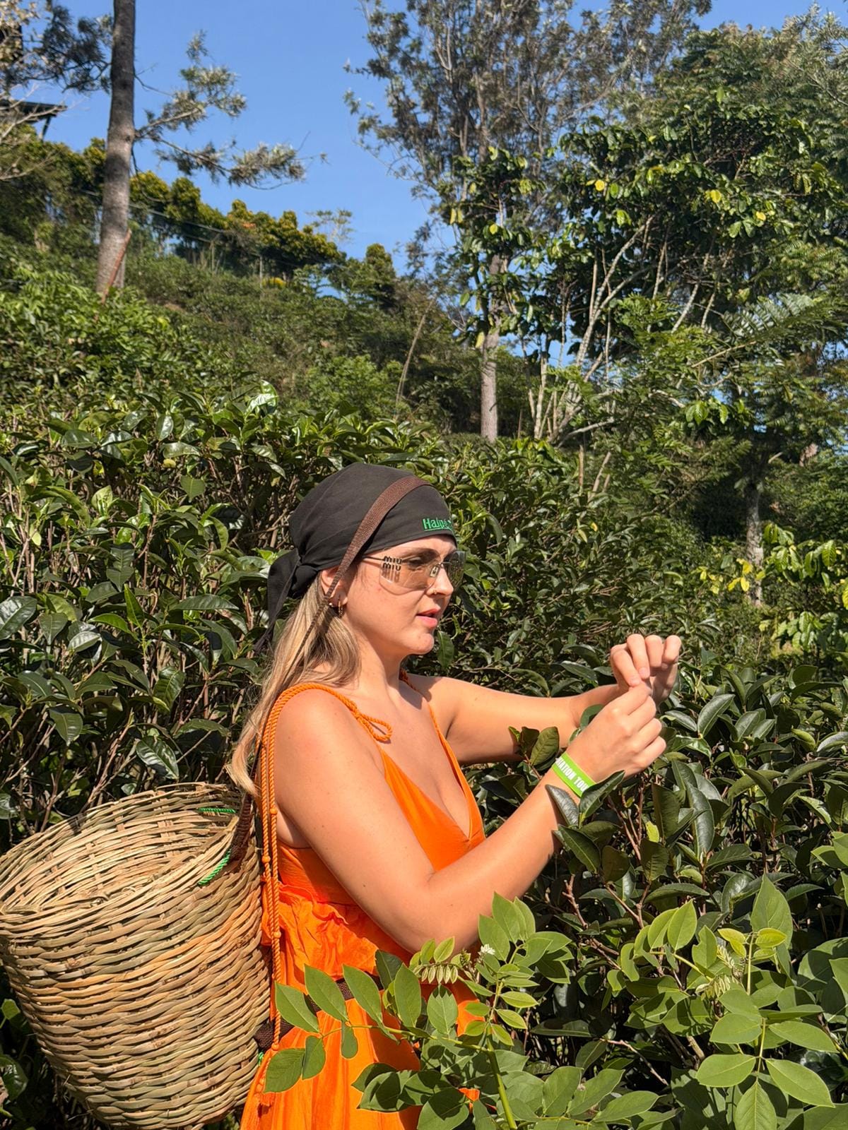 Guest hand-picking fresh Ceylon tea leaves in high-country tea plantation
