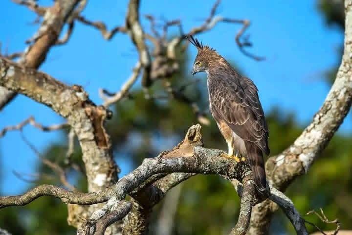 Crested hawk eagle perched on a tree branch during wildlife safari