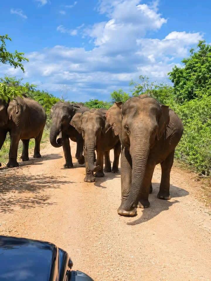Wild elephant herd walking along safari track in Udawalawe National Park