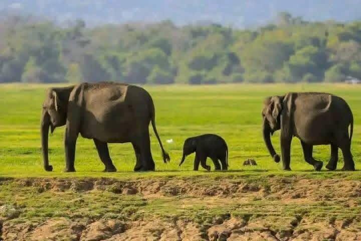 Family of wild elephants grazing on open grasslands during national park safari