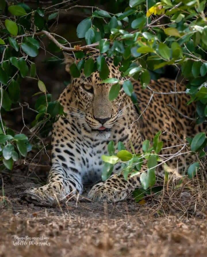 Wild Sri Lankan leopard amidst jungle foliage