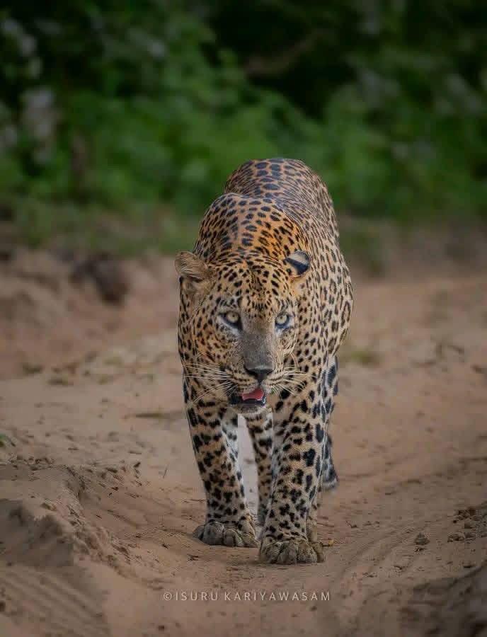 Sri Lankan leopard walking along the safari dirt road in Yala