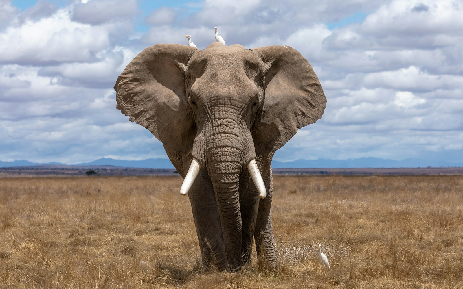 Majestic wild elephant on safari in Sri Lanka on a custom tailor-made tour